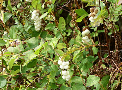 [The green plants have mutiple clumps of white berries.]